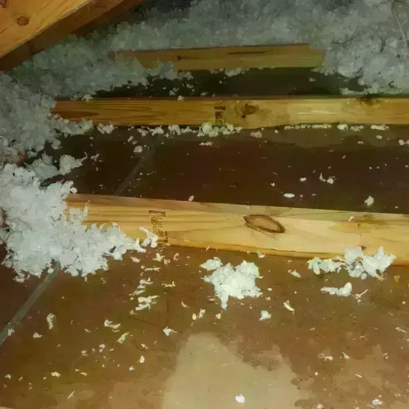 Attic Water Damage in Donna, TX