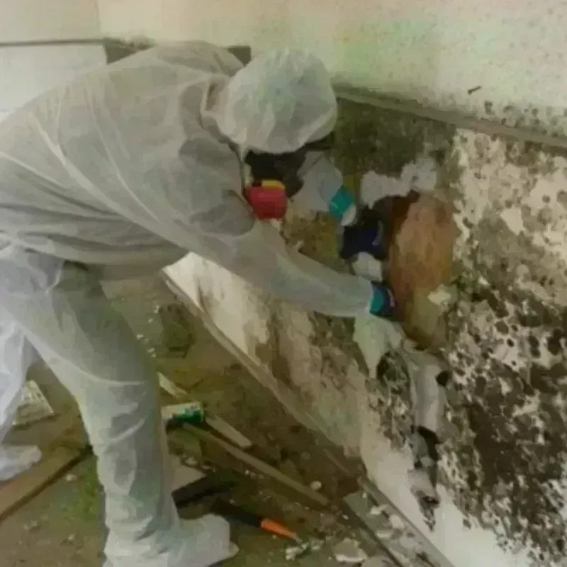 Mold Remediation and Removal in Donna, TX